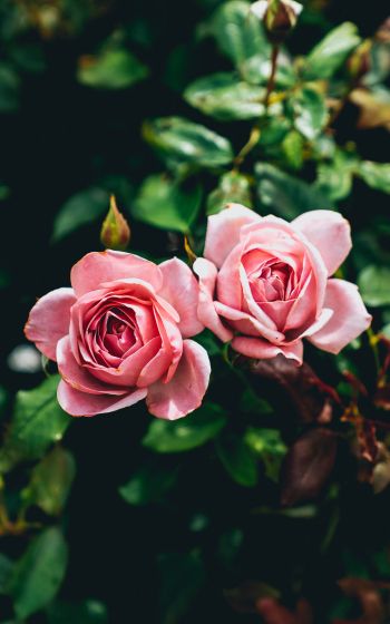 Обои 800x1280 розовые розы, пара, романтика