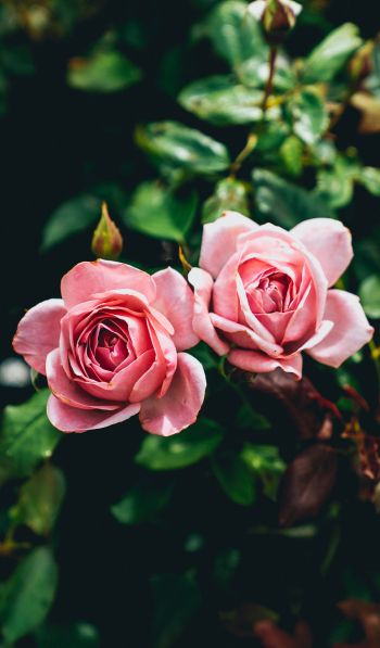 Обои 600x1024 розовые розы, пара, романтика