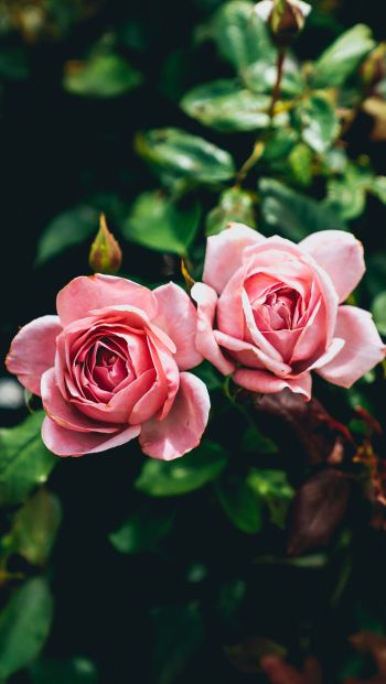 Обои 640x1136 розовые розы, пара, романтика