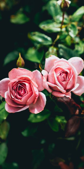 Обои 720x1440 розовые розы, пара, романтика