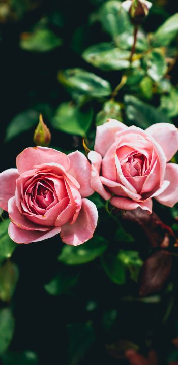 Обои 1080x2220 розовые розы, пара, романтика