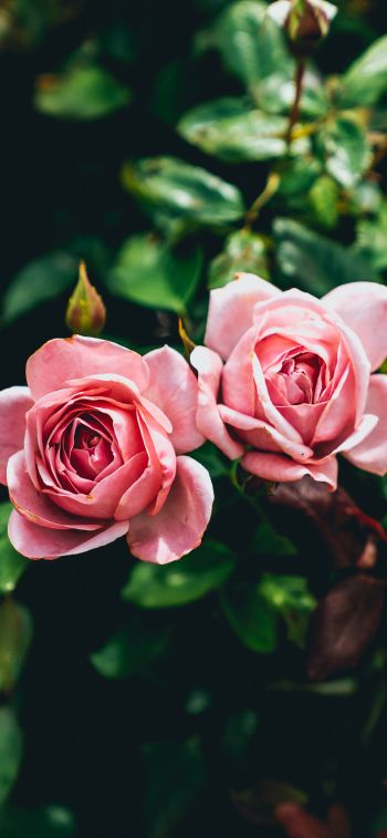 Обои 1125x2436 розовые розы, пара, романтика