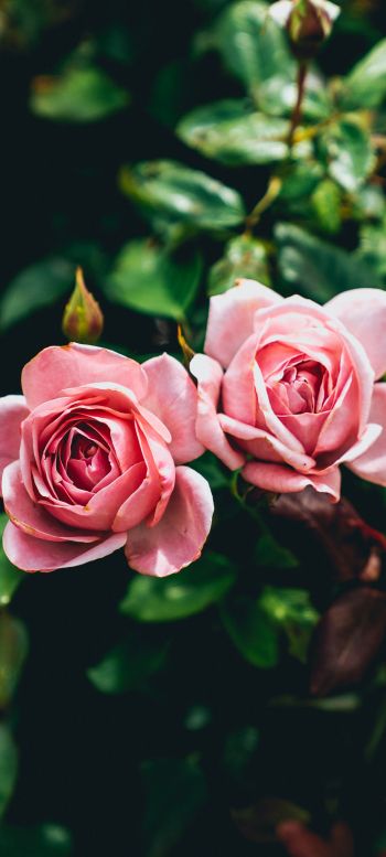 Обои 1440x3200 розовые розы, пара, романтика