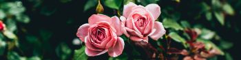 Обои 1590x400 розовые розы, пара, романтика