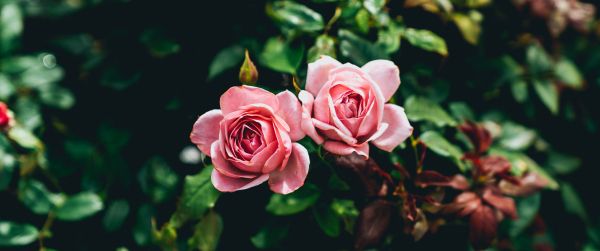 Обои 3440x1440 розовые розы, пара, романтика