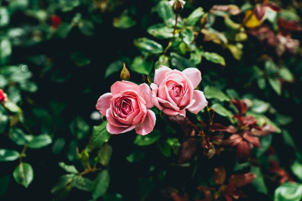 Обои 7952x5304 розовые розы, пара, романтика