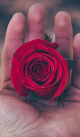 Valentine's day, rose in the palm of your hand, romance Wallpaper 600x1024