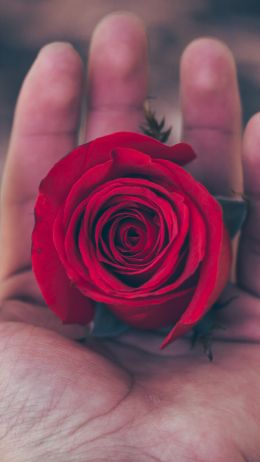 Обои 1440x2560 День святого Валентина, роза в ладони, романтика