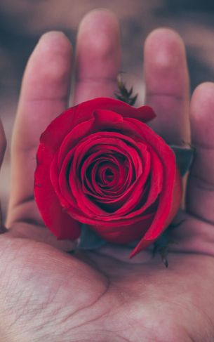 Valentine's day, rose in the palm of your hand, romance Wallpaper 1752x2800