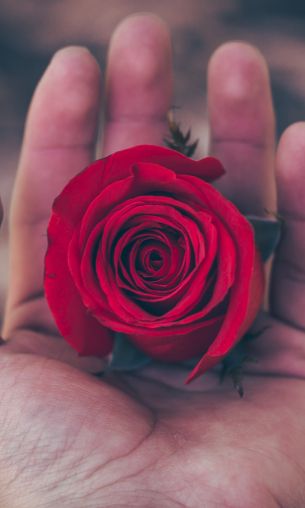 Valentine's day, rose in the palm of your hand, romance Wallpaper 1200x2000