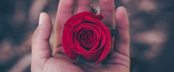 Valentine's day, rose in the palm of your hand, romance Wallpaper 3440x1440
