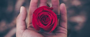 Valentine's day, rose in the palm of your hand, romance Wallpaper 2560x1080