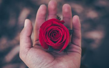 Valentine's day, rose in the palm of your hand, romance Wallpaper 1920x1200