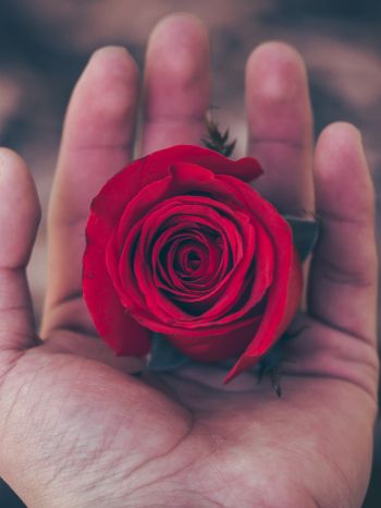 Valentine's day, rose in the palm of your hand, romance Wallpaper 1668x2224