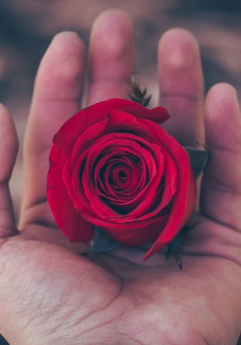 Valentine's day, rose in the palm of your hand, romance Wallpaper 1668x2388