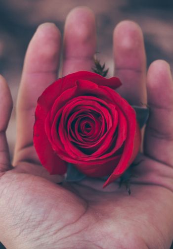 Valentine's day, rose in the palm of your hand, romance Wallpaper 1640x2360