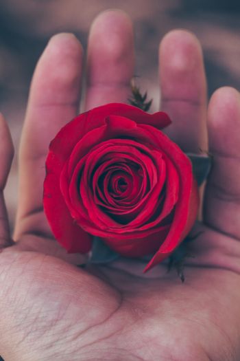 Обои 640x960 День святого Валентина, роза в ладони, романтика
