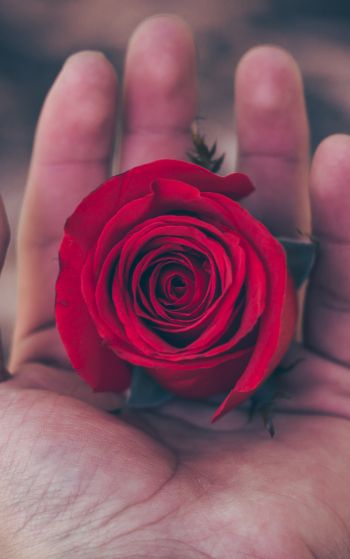 Valentine's day, rose in the palm of your hand, romance Wallpaper 1752x2800