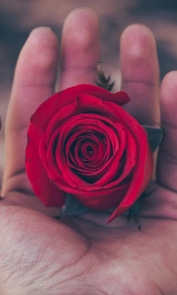 Valentine's day, rose in the palm of your hand, romance Wallpaper 1200x2000