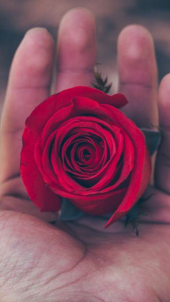 Обои 1440x2560 День святого Валентина, роза в ладони, романтика