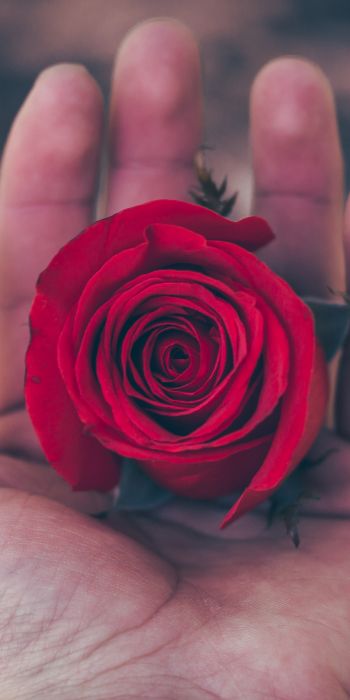 Обои 720x1440 День святого Валентина, роза в ладони, романтика