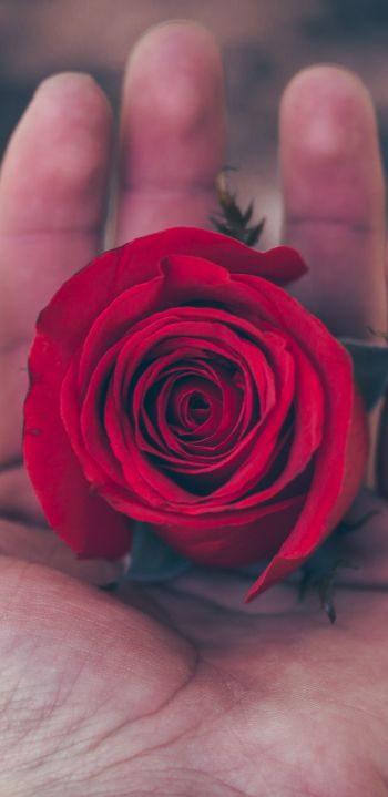 Обои 1080x2220 День святого Валентина, роза в ладони, романтика