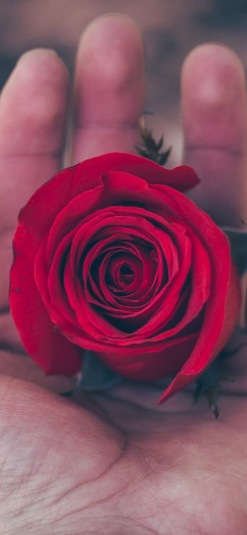 Обои 1170x2532 День святого Валентина, роза в ладони, романтика