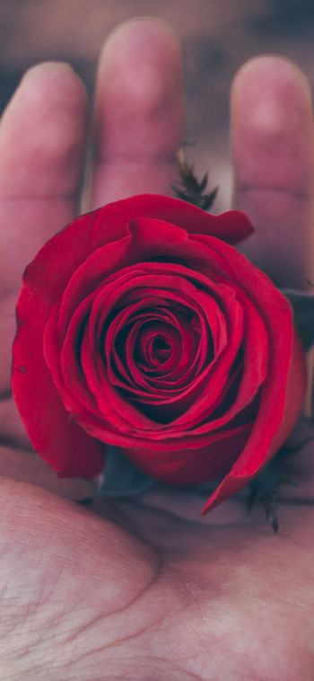 Обои 1080x2340 День святого Валентина, роза в ладони, романтика
