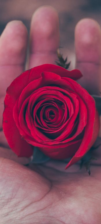 Обои 720x1600 День святого Валентина, роза в ладони, романтика