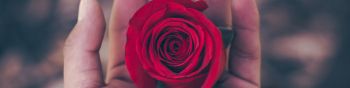 Valentine's day, rose in the palm of your hand, romance Wallpaper 1590x400