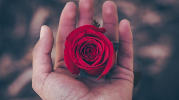 Valentine's day, rose in the palm of your hand, romance Wallpaper 1600x900