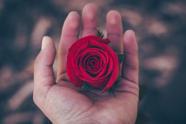 Valentine's day, rose in the palm of your hand, romance Wallpaper 5184x3456