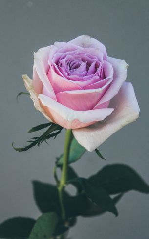Обои 1752x2800 розовая роза, роза на сером фоне