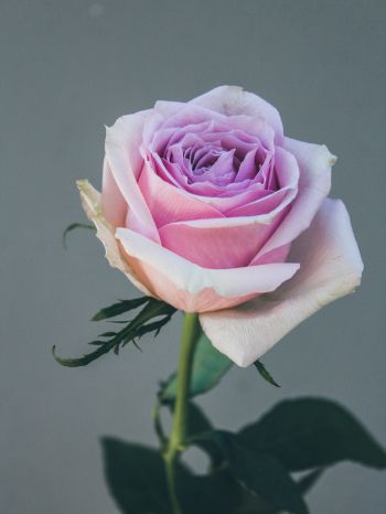 Обои 1620x2160 розовая роза, роза на сером фоне