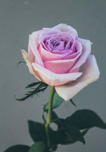 Обои 1668x2388 розовая роза, роза на сером фоне