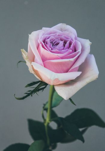 Обои 1640x2360 розовая роза, роза на сером фоне