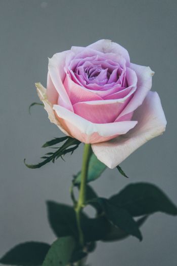 Обои 640x960 розовая роза, роза на сером фоне