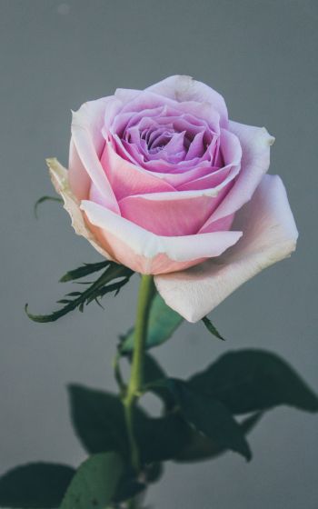 pink rose, rose on gray background Wallpaper 1200x1920