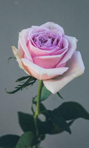 pink rose, rose on gray background Wallpaper 1200x2000