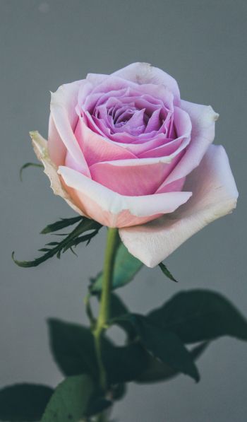 pink rose, rose on gray background Wallpaper 600x1024