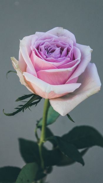 Обои 1440x2560 розовая роза, роза на сером фоне