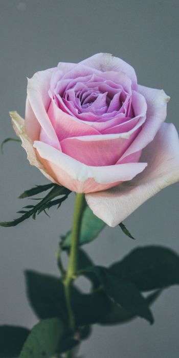 Обои 720x1440 розовая роза, роза на сером фоне
