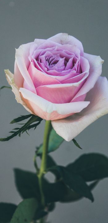 Обои 1440x2960 розовая роза, роза на сером фоне