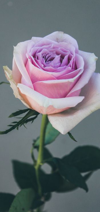 Обои 1440x3040 розовая роза, роза на сером фоне