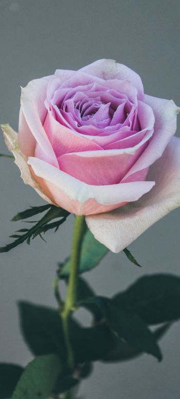 Обои 1440x3200 розовая роза, роза на сером фоне