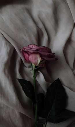 rose on gray background, pink rose Wallpaper 600x1024