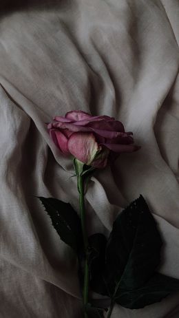 Обои 1080x1920 роза на сером фоне, розовая роза