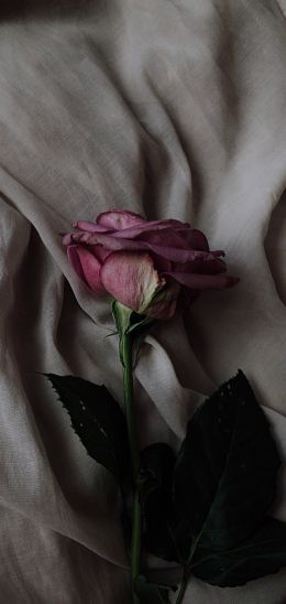 Обои 1440x3040 роза на сером фоне, розовая роза