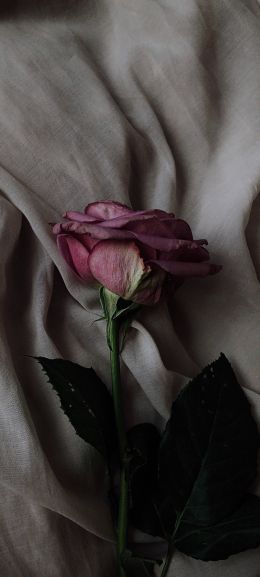 Обои 720x1600 роза на сером фоне, розовая роза