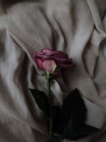 Обои 1668x2224 роза на сером фоне, розовая роза